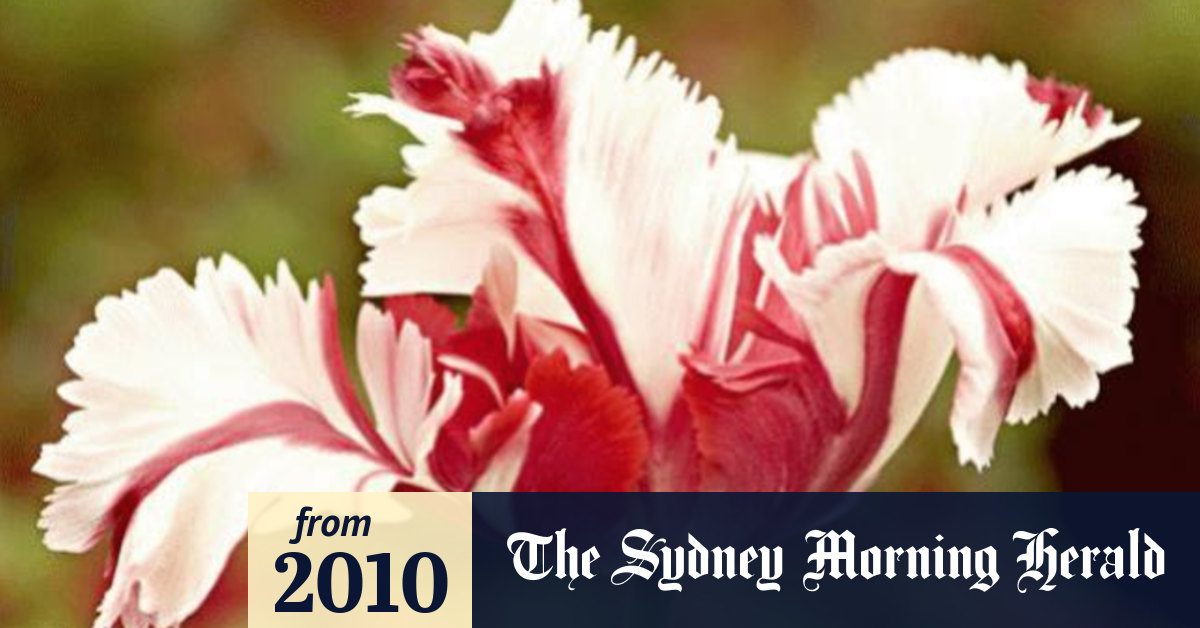 Video Tonight's TV The Botany Of Desire